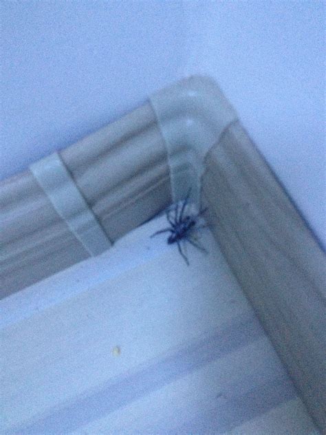 床墊濕氣 家里有大蜘蛛